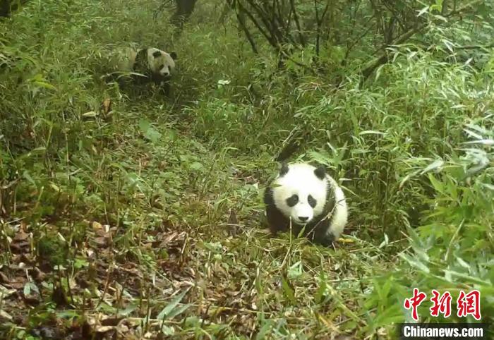 野生大熊貓母子。寶興融媒 供圖
