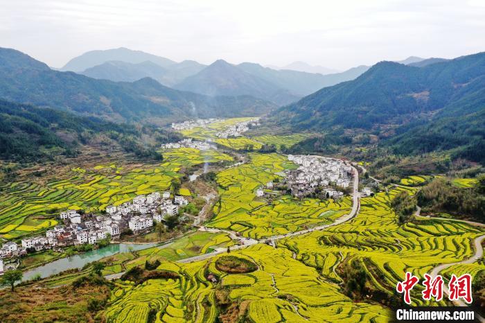 在被譽為“中國四大花海之一”的江西婺源縣江嶺景區(qū)，萬畝油菜花在漫山遍野的梯田間肆意綻放，金燦燦的油菜花與粉墻黛瓦的徽派民居相映成趣。(資料圖) 劉占昆 攝