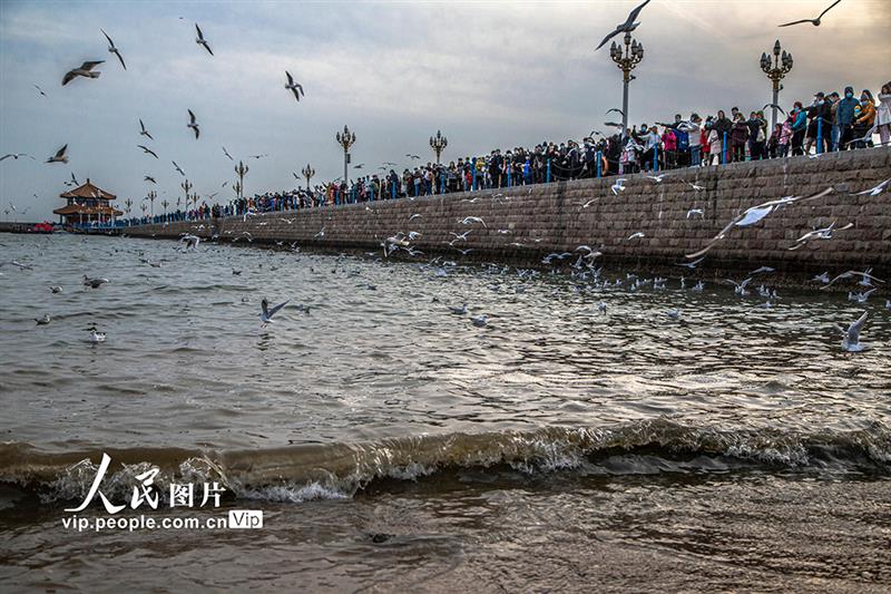 山東青島：海鷗翔集 再現(xiàn)靚麗風景線【4】