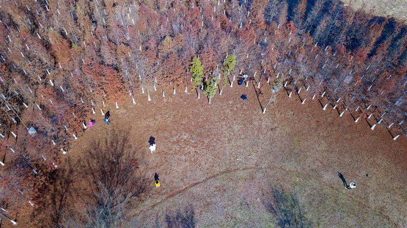 12月30日，市民在湖南松雅湖國(guó)家濕地公園觀賞水杉（無(wú)人機(jī)照片）。