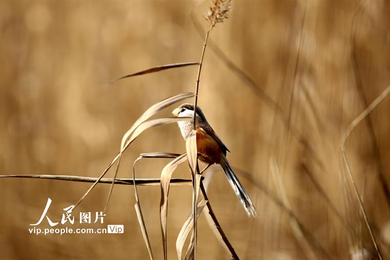 江蘇連云港：“鳥中大熊貓”震旦鴉雀濕地安家【5】