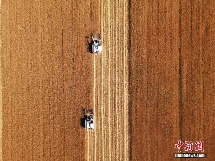 資料圖為吉林省鎮(zhèn)賚縣小冰麥秋收?qǐng)鼍啊?<a target='_blank' href='http://www.chinanews.com/'>中新社</a>發(fā) 潘晟昱 攝