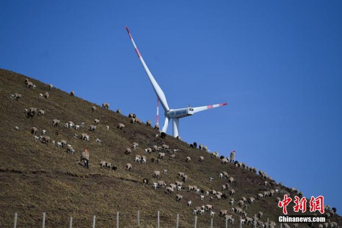 羊群經過風能發(fā)電設備。云南省會澤縣大海鄉(xiāng)位于滇東北烏蒙山主峰。在大海草山牧區(qū)，每天一萬多只綿羊漫無邊際的散放在近20萬畝的草場上。<a target='_blank' href='http://www.chinanews.com/'>中新社</a>記者 康平 攝