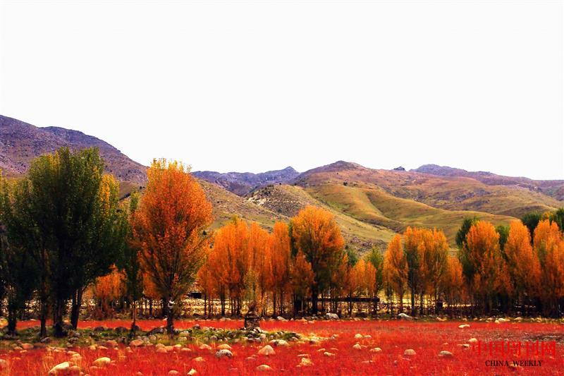 稻城火紅的狼毒花.JPG