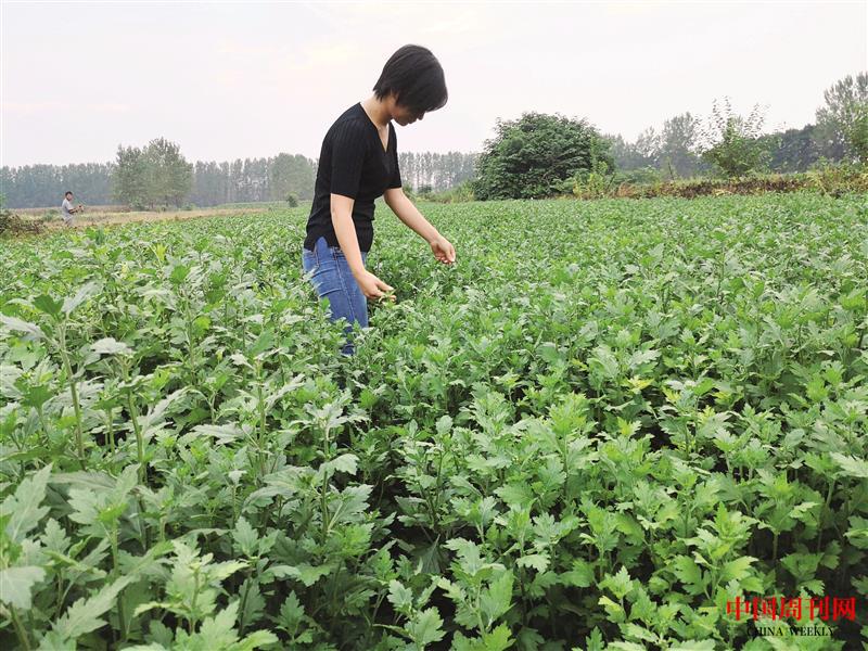 陳曉瑩為金絲皇菊疏蕾.jpg