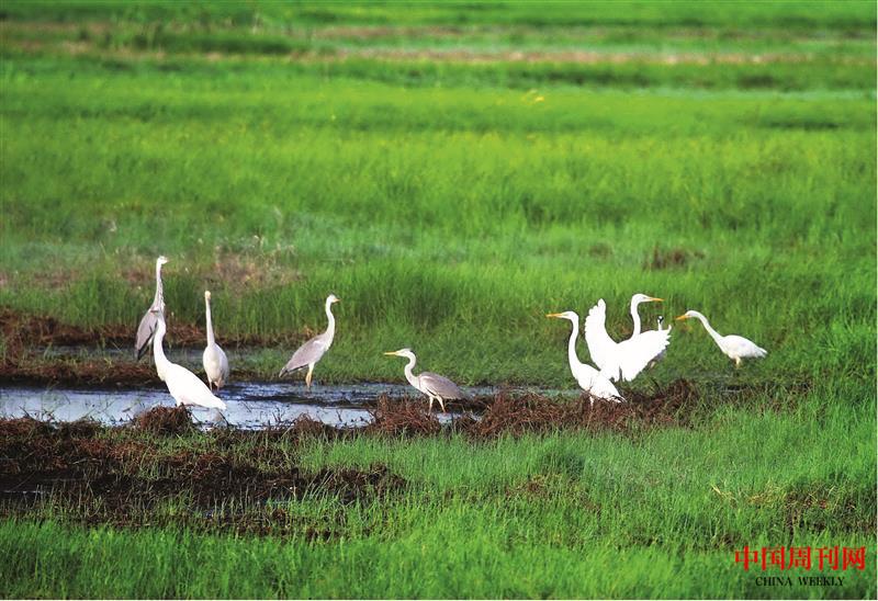 七星河濕地野生鳥類.jpg
