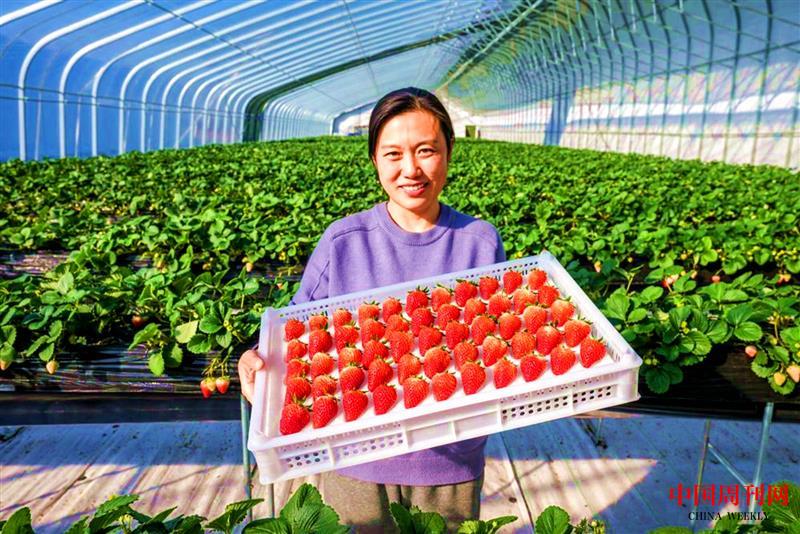 王穎展示基地生產(chǎn)的草莓.jpg