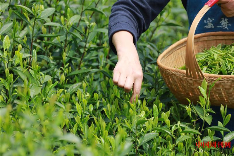 攝圖網(wǎng)_501572363_采茶的手特寫(企業(yè)商用).jpg 攝圖網(wǎng)_501572363_采茶的手特寫(企業(yè)商用).jpg