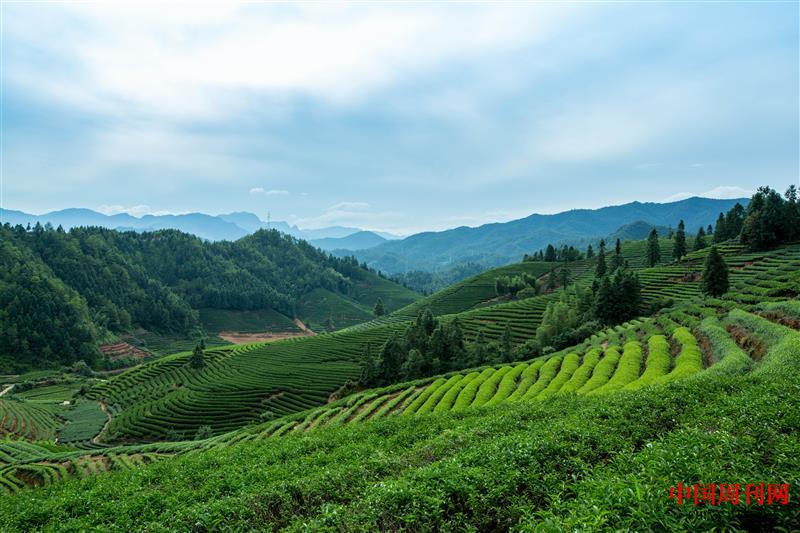 攝圖網(wǎng)_500746899_武夷山風(fēng)光茶田(企業(yè)商用).jpg 攝圖網(wǎng)_500746899_武夷山風(fēng)光茶田(企業(yè)商用).jpg